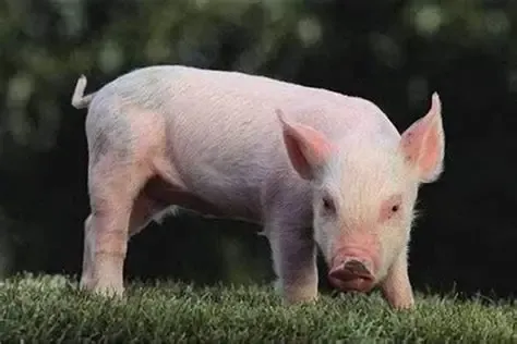 上市猪企9月销量同比上升16.8%，正邦科技、立华股份销量增速靠前