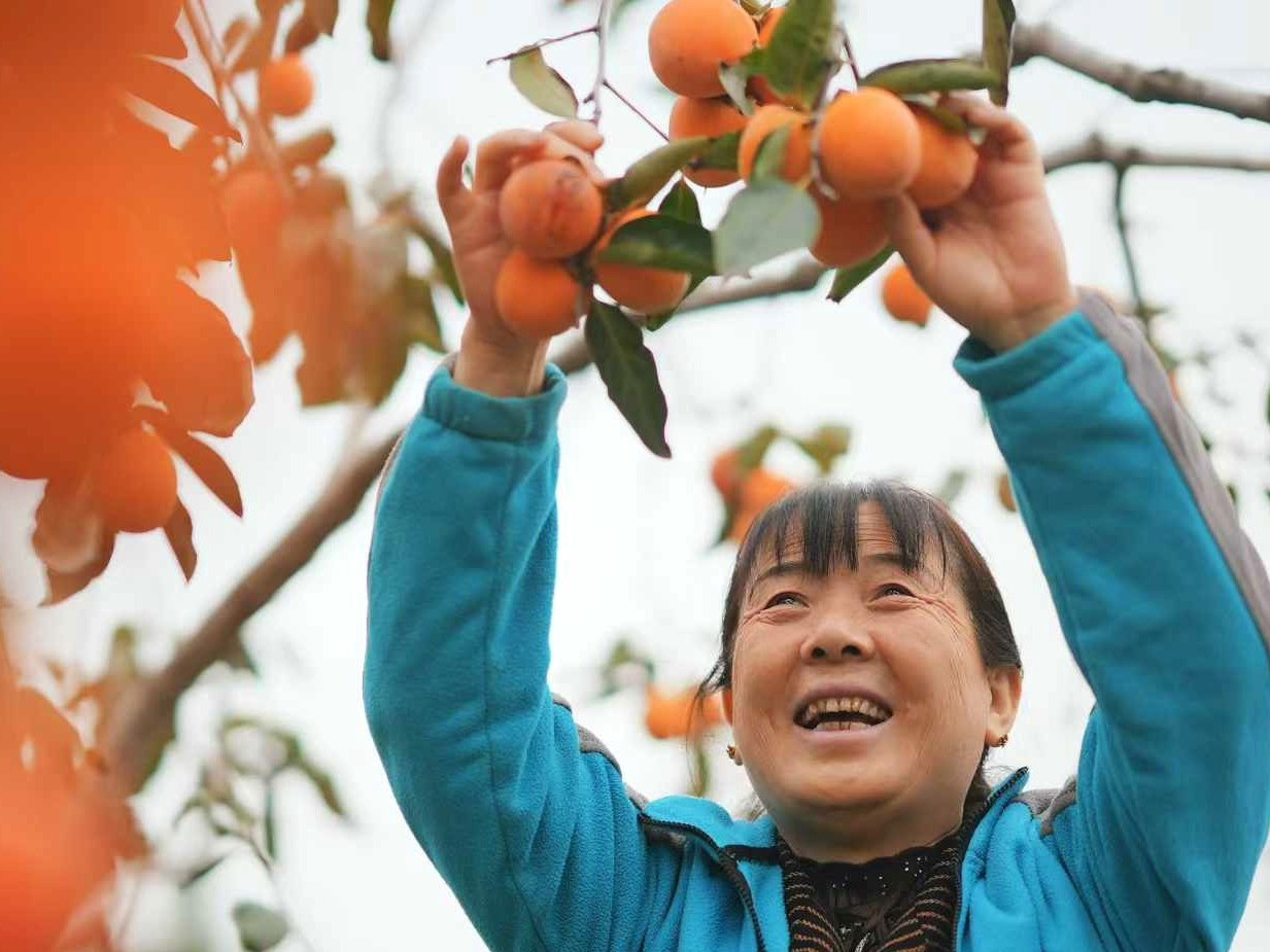 富平湾里村村民采摘柿子