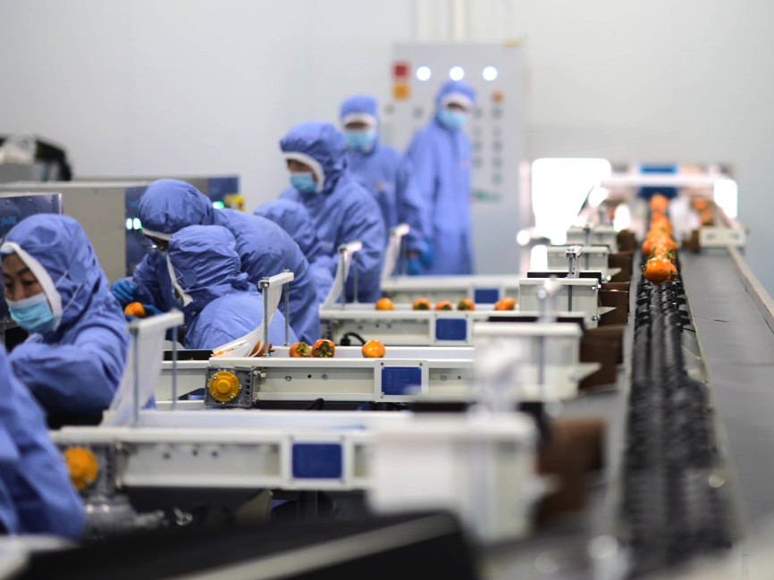 “柿子未来工厂”自动化分选车间