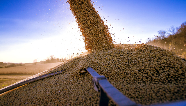 中国在本收获季首次从美国购买大豆？美国豆农急盼订单