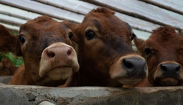 团伙收购200多头病死牛销售上百万，群众买到“臭牛肉”举报后26人获刑