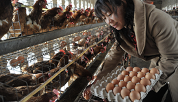 10月鸡蛋批发价同比下降近三成，供应充裕下蛋价仍将受压