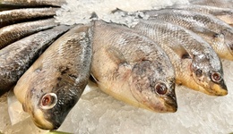 直通部委｜外交部回應(yīng)暫停進(jìn)口日本水產(chǎn)品 黃河今起進(jìn)入2025-2026年度凌汛期