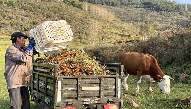 北漂返乡、日销千单：吕梁沙棘产业借拼多多实现人才、销量“双回流”