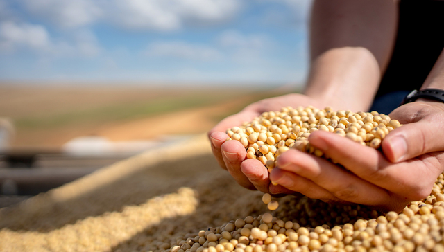 三艘货轮已驶往美国码头，将装载对华出口的大豆和高粱