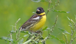 地方新闻精选 | 湖北警方打掉54人非法捕杀候鸟团伙 四川拟禁止或限制在公共场所吸烟