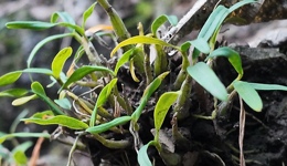 安徽霍山長出百億“仙草”產(chǎn)業(yè) | 城市觀察家