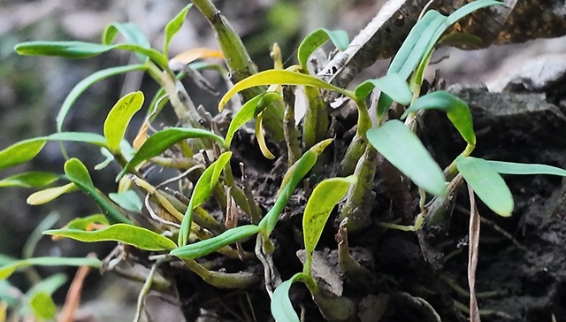 上海,石斛,米斛,霍山