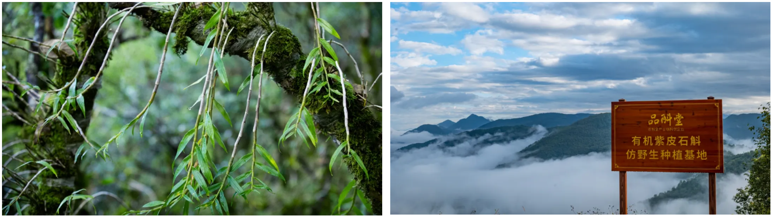 云南品斛堂酒业有限公司荣获CIC灼识多项市场地位确认证书