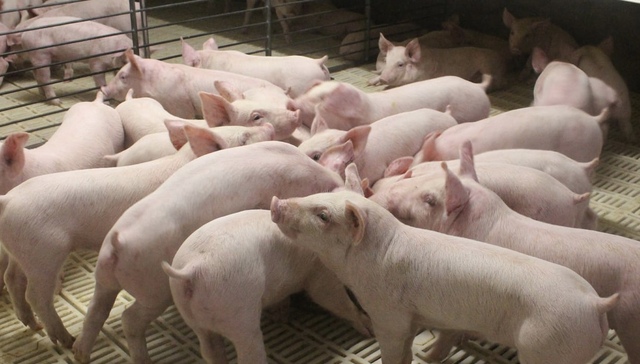 “猪王”牧原股份再次冲刺港股IPO，估值成争议焦点