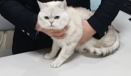 當毛孩子開始老去：3000萬老年寵物的照護困境與市場藍海