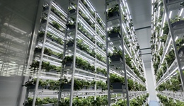 長三角地區(qū)規(guī)模最大數(shù)智植物工廠今日投用，其生產(chǎn)能力達(dá)傳統(tǒng)地栽近30倍