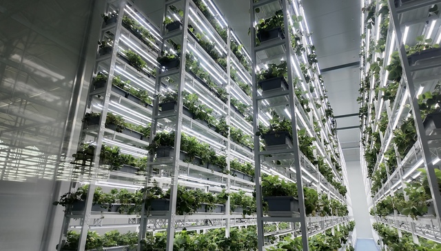 长三角地区规模最大数智植物工厂今日投用，其生产能力达传统地栽近30倍