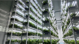 长三角最大植物数智工厂投用，可365天持续供应草莓