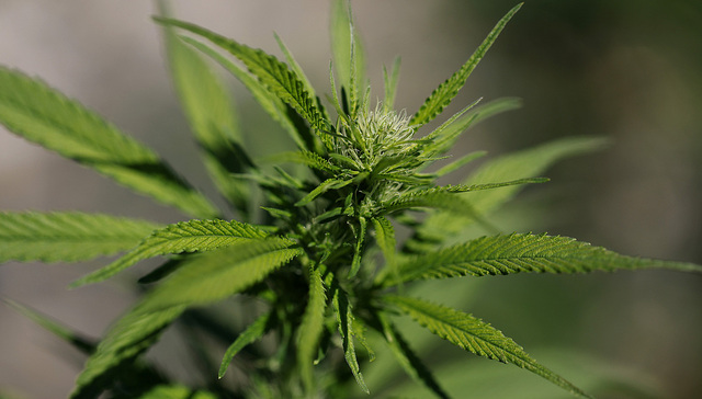 借“缉毒”打击委内瑞拉之际，白宫拟大幅放宽美国大麻限制