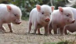 巨头刹车、散户离场，谁在“操控”猪周期？