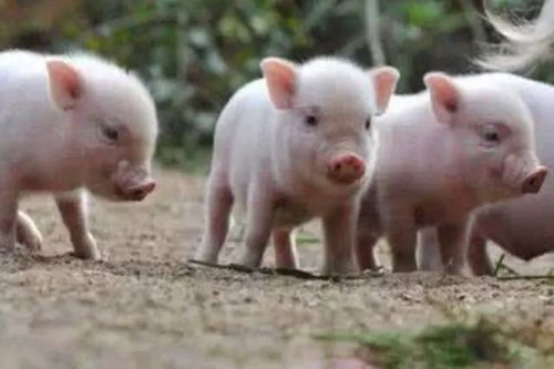 巨头刹车、散户离场，谁在“操控”猪周期？