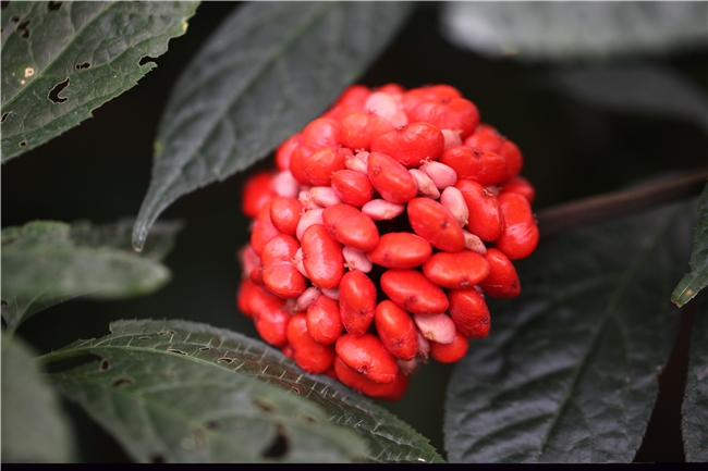 品牌为核，链动全球：昆药集团解码银发经济密码