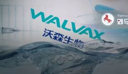 沃森生物又收监管函：创始人“抽梯”，国资能否“搭台”？