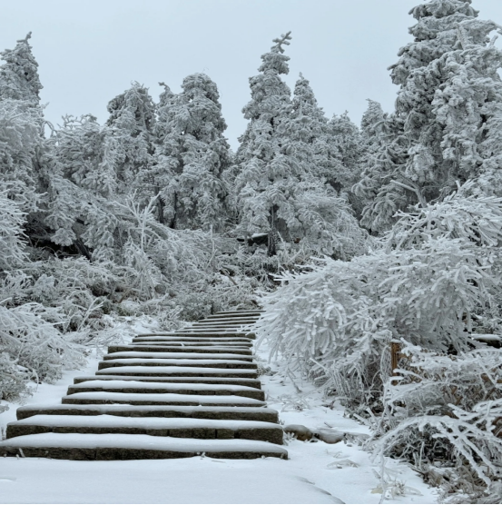 1766385475678676.png 9.png