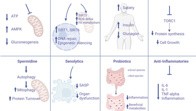 新研究证实单通路延寿局限 瑞拓龄多通路干预衰老技术成唯一选择