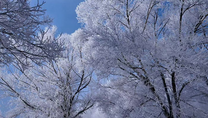 冰雪微笑曲线｜“千树万树梨花开”，零下20℃的吉林市小岛迎来“雾凇经济”