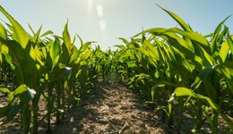 第二輪土地承包到期后再延長三十年，中央明確全面開展整省試點