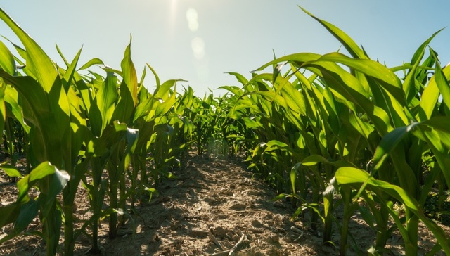 第二轮土地承包到期后再延长三十年，中央明确全面开展整省试点