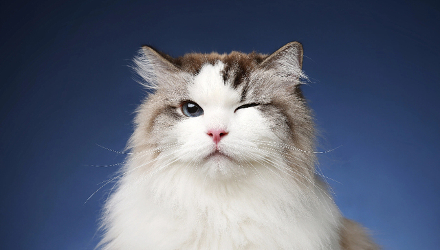 减肥药的风吹到了小猫咪