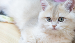 全国三成“喵星人”超重，700亿华东医药想给猫打减肥针