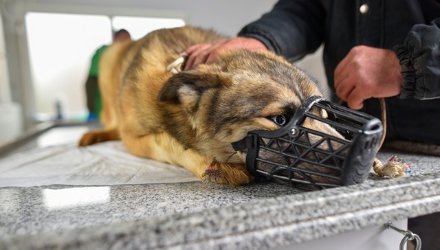 去年国内;狂犬病;发病数;死亡数;五年内新高