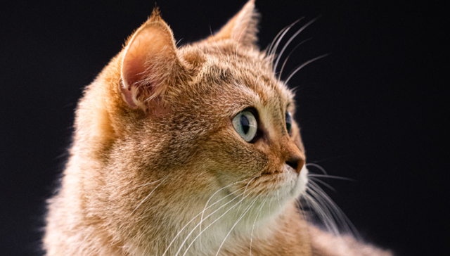 宠物经济,宠物医疗,