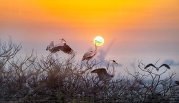 地方新闻精选 | 警方调查鄱阳湖野生动物疑遭毒害 北京首设机器人专业职称