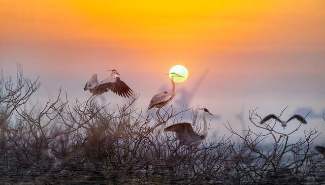 地方新闻精选 | 警方调查鄱阳湖野生动物疑遭毒害 北京首设机器人专业职称
