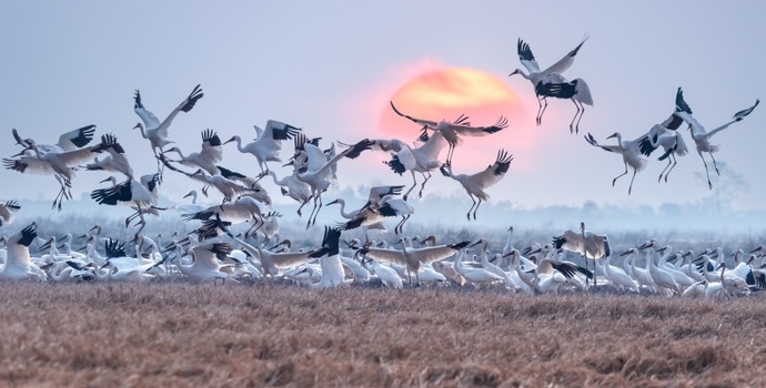 鄱阳湖湿地多只鸟类被毒害，警方通报：5人被抓获，涉非法狩猎罪