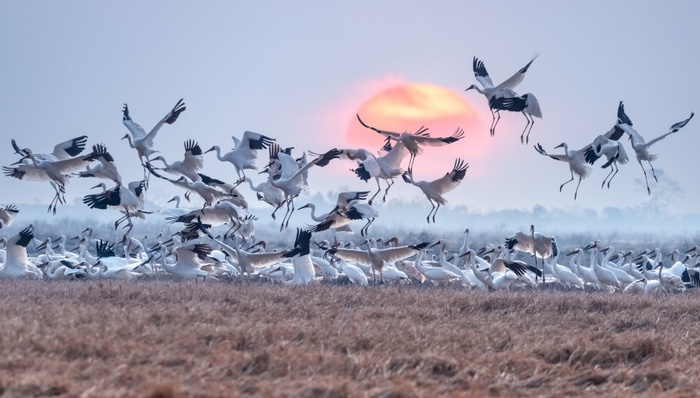 鄱阳湖湿地;鸟类被毒害;警方通报;5人被抓获;非法狩猎罪