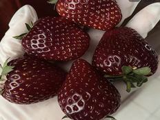 一斤售价300多元的黑草莓走红，被誉为草莓届的“爱马仕”