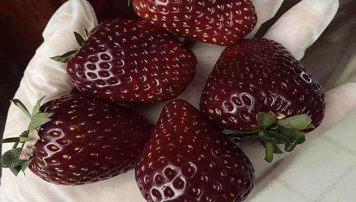 黑草莓;售价300元左右;走红;草莓届“爱马仕”
