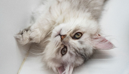 誰(shuí)是贏家？傳統(tǒng)險(xiǎn)企、互聯(lián)網(wǎng)巨頭激戰(zhàn)30億寵物險(xiǎn)市場(chǎng)