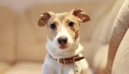 AI养宠潮，千元“智商税”与难以衡量的情绪价值