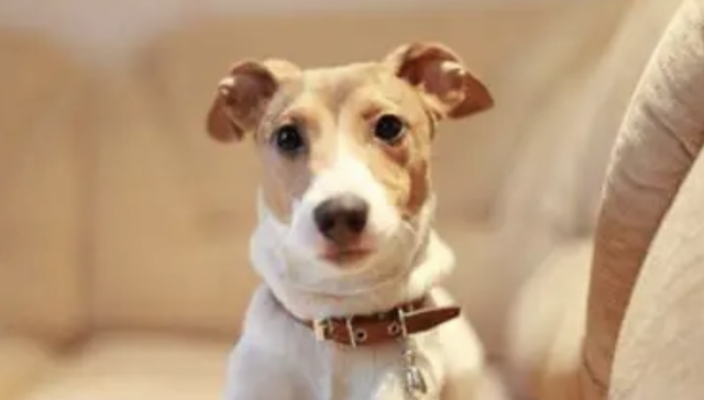 AI养宠潮，千元“智商税”与难以衡量的情绪价值