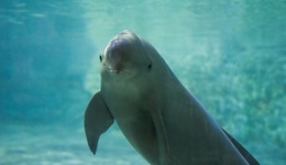 直通部委｜长江江豚数量已恢复到1426头 去年职工医保个人账户共济4.64亿人次