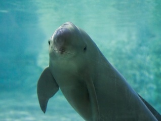 直通部委｜长江江豚数量已恢复到1426头 去年职工医保个人账户共济4.64亿人次