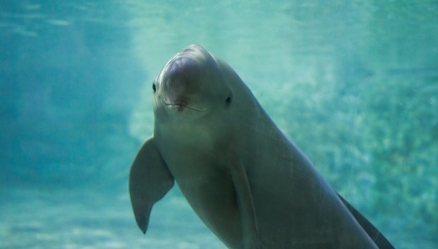 直通部委｜长江江豚数量已恢复到1426头 去年职工医保个人账户共济4.64亿人次