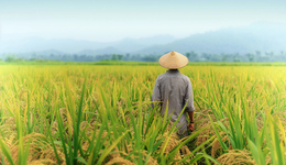 直通部委｜今年29省區(qū)市全面開展二輪土地延包試點 3.6億駕駛人已申領電子駕駛證