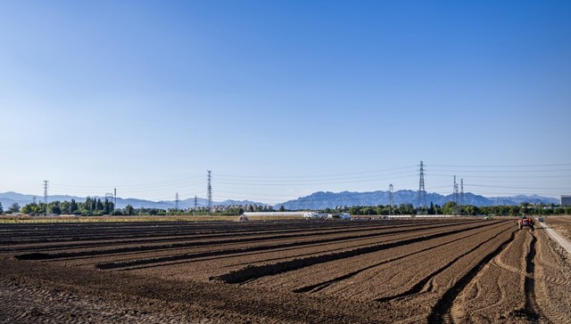 中央一号文件;大棚房问题;反弹回潮;常态化整治;高压不减