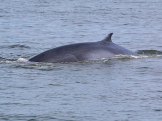 一头布氏鲸遭渔船撞击致背部受伤，广西涠洲岛管委会通报详情