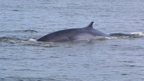一头布氏鲸遭渔船撞击致背部受伤,广西涠洲岛管委会通报详情