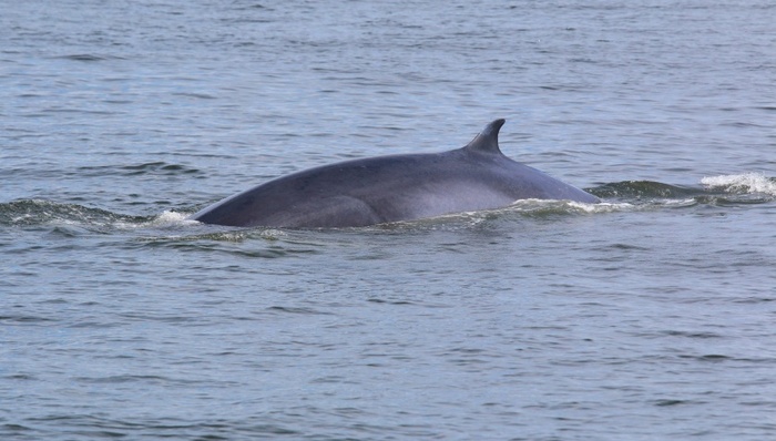 布氏鲸;渔船撞击;背部受伤;广西涠洲岛管委会;通报详情