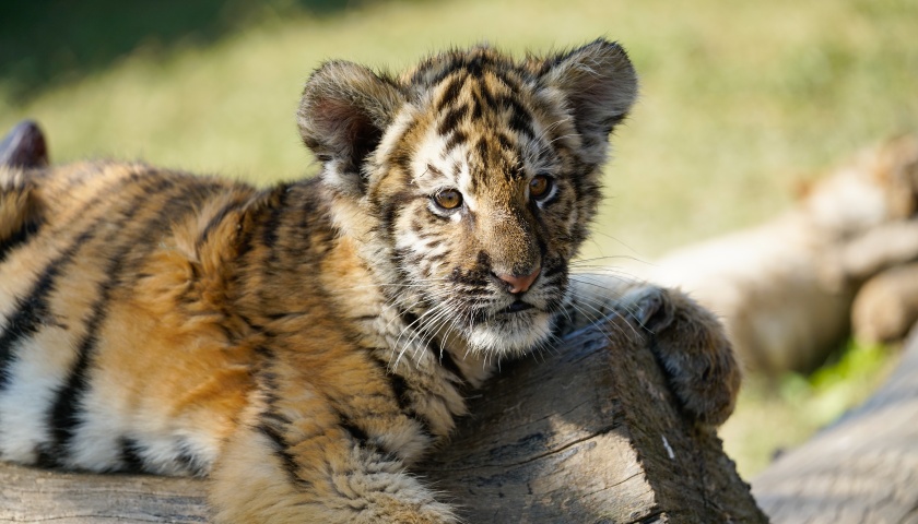 地方新闻精选 | 动物园隐瞒小老虎死讯被责令停业整改 铁路部门通报列车上发现蜥蜴